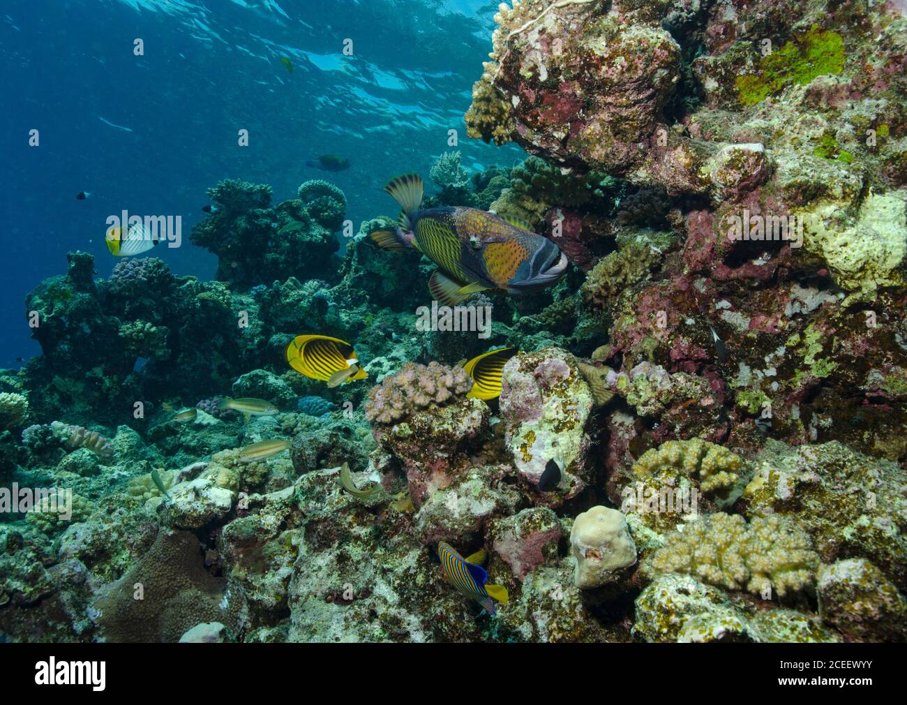 Titan triggerfish, Balistoides viridescens, patrolling coral reef, Hamata, Red Sea, Egypt Stock Photo