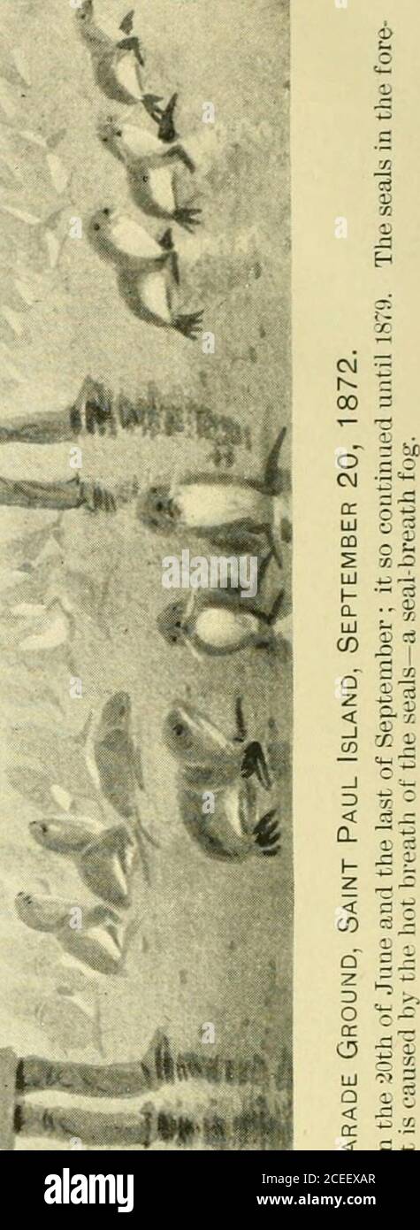 Seal And Salmon Fisheries And General Resources Of Alaska Gt Ij S O S Ir Gjjmm S Bshihhmhhsh Uj 05 3 Fl Q Ig Lt T Hmmhra Hi S