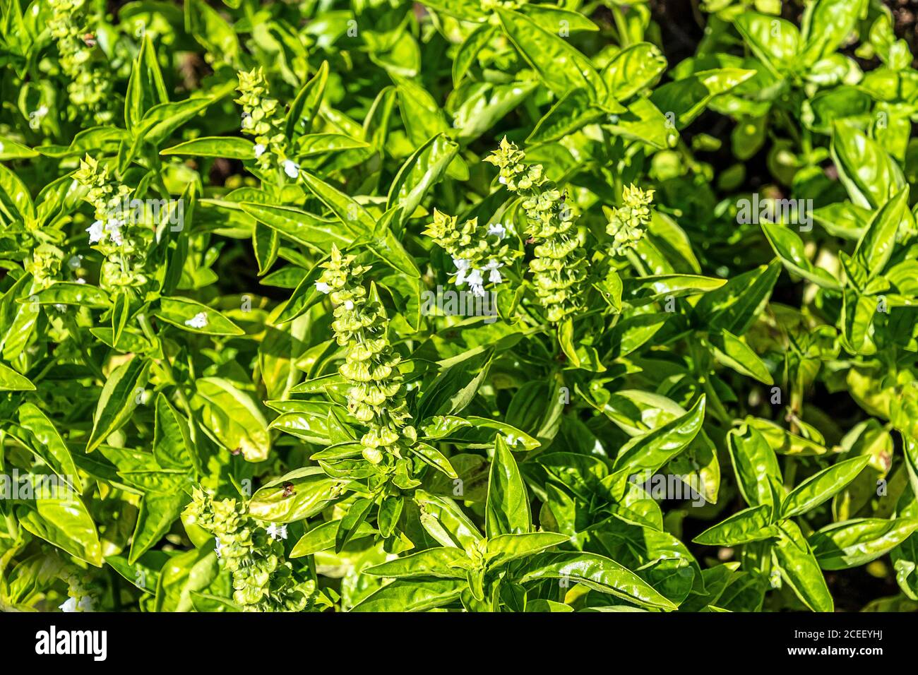 Culinary herb background - Ocimum Basilicum flowering plants Stock Photo