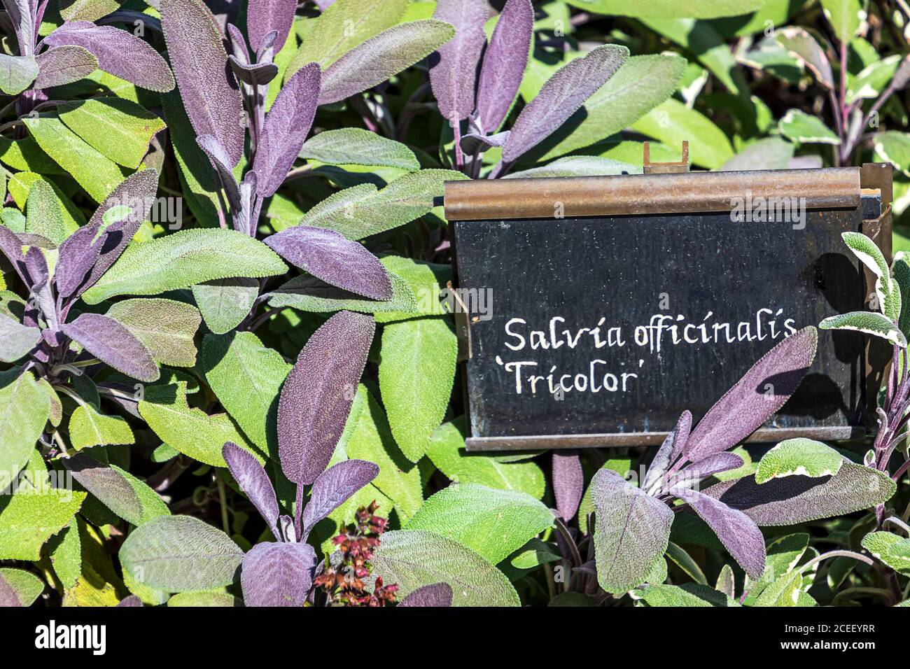 Culinary herb background - Salvia officinalis ‘Tricolor’ Sage Stock Photo
