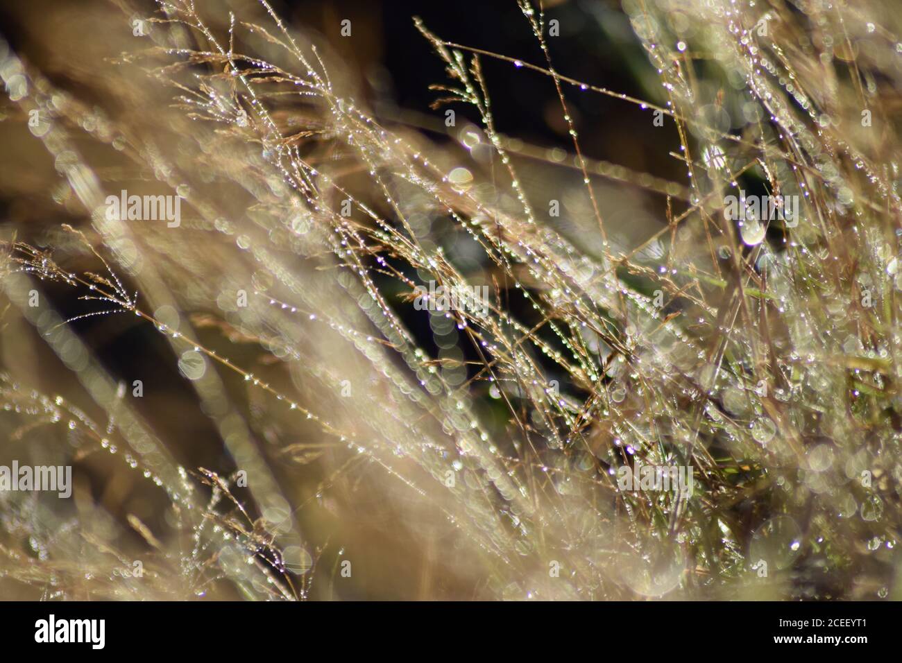 dewdrops on wild grasses 2 Stock Photo