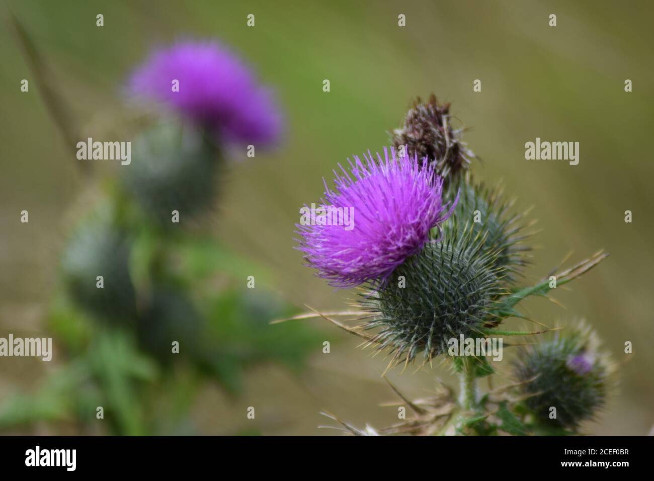 Thistle in foreground and background Stock Photo