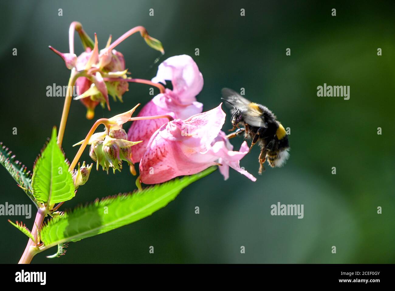 01 September 2020, Baden-Wuerttemberg, Langenargen: A bumblebee flies towards the flower of a glandular balsam (Impatiens glandulifera), which stands in a nature reserve on Lake Constance. Photo: Felix Kästle/dpa Stock Photo