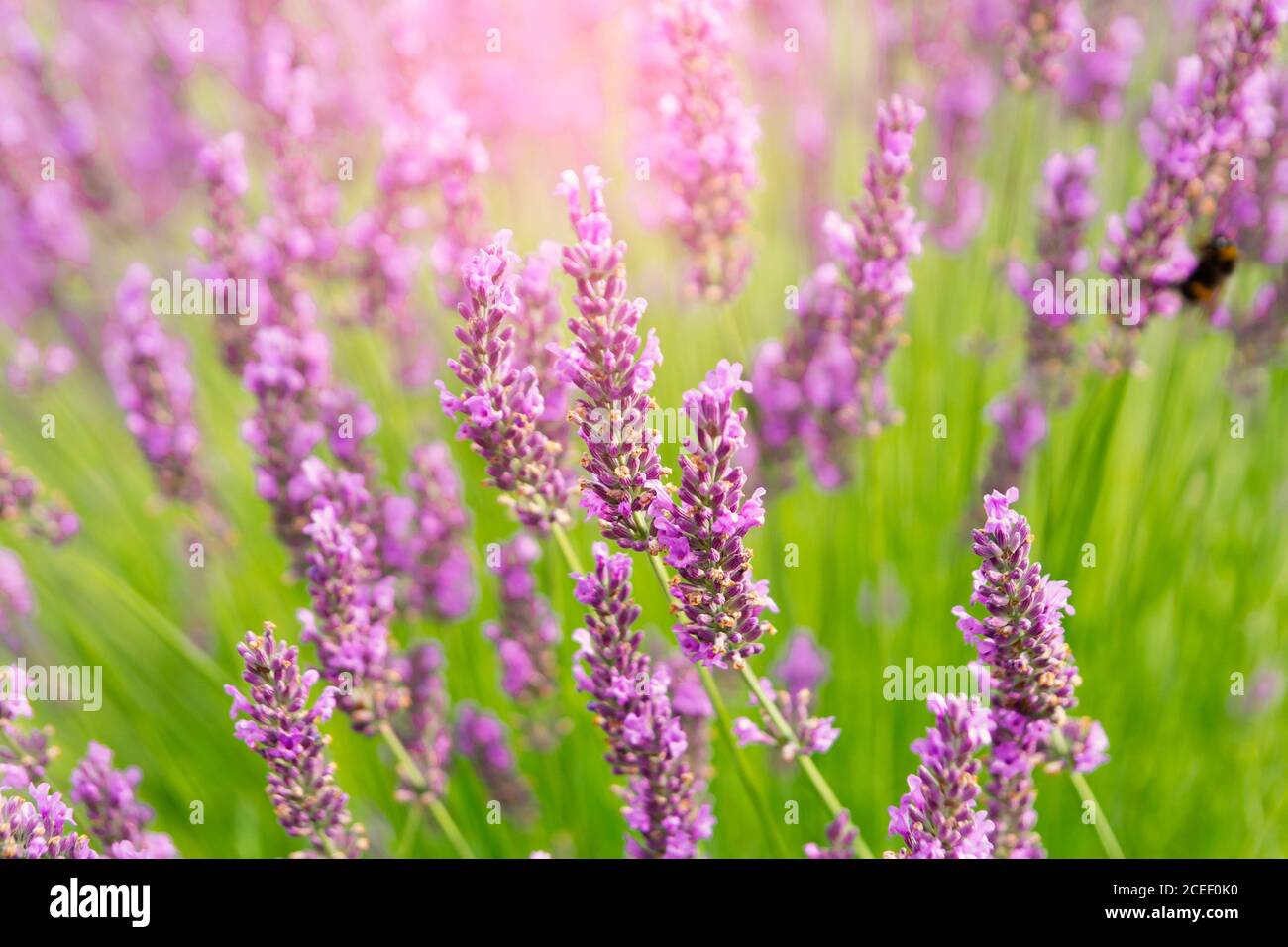 lavender flowers closeup Stock Photo