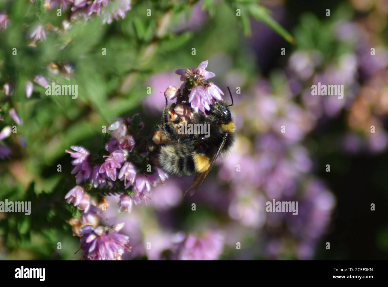 bumblebee on heather Stock Photo