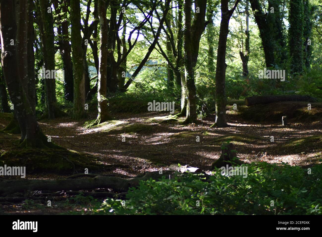 woodland floor dapped in sunlight Stock Photo