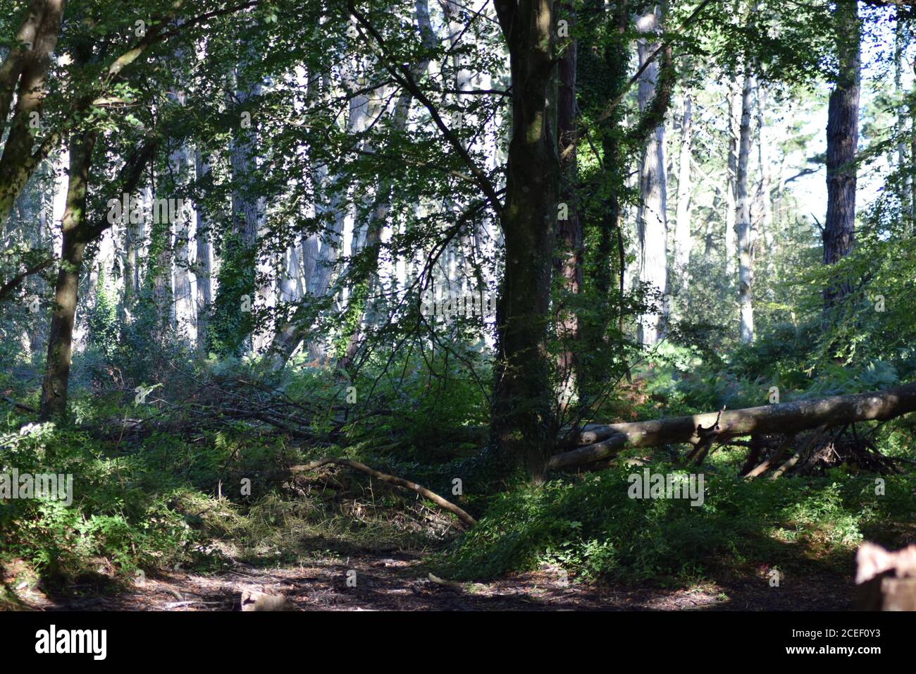 light paling the woodland beyond the shadows Stock Photo