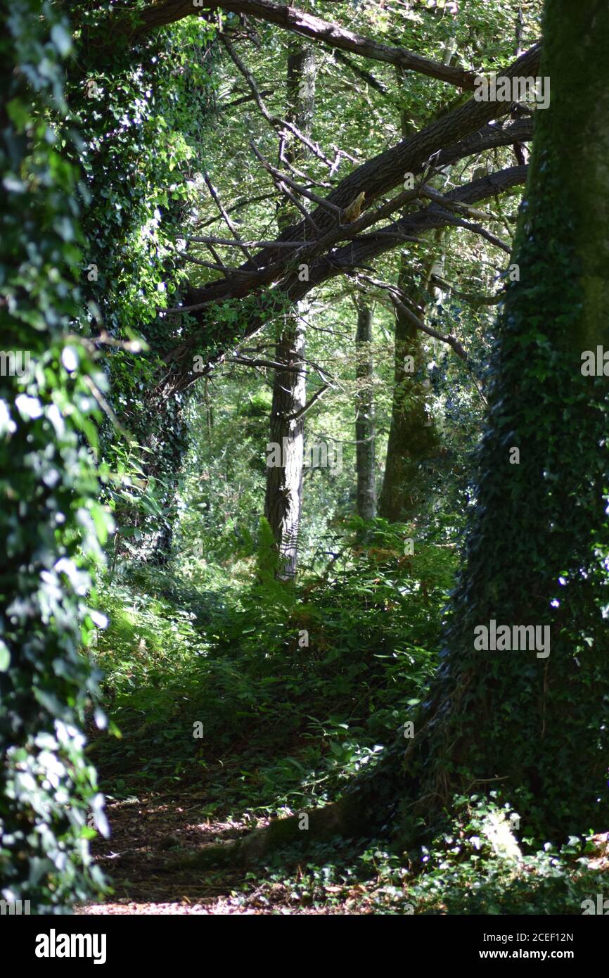 View between woodland trees Stock Photo