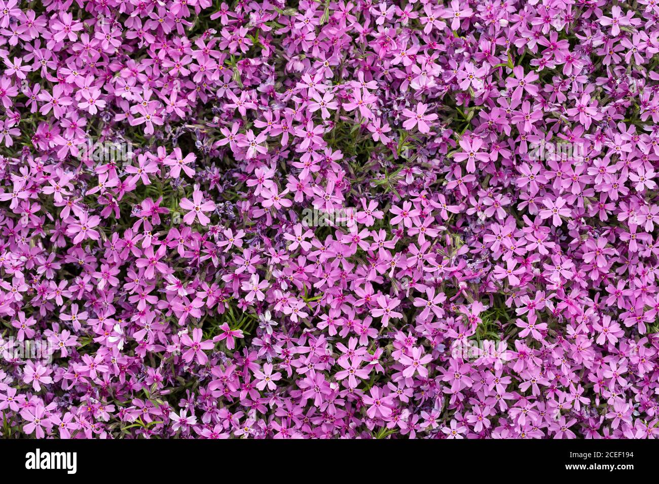 Aubrieta cultorum - pink or purple small flowers Stock Photo