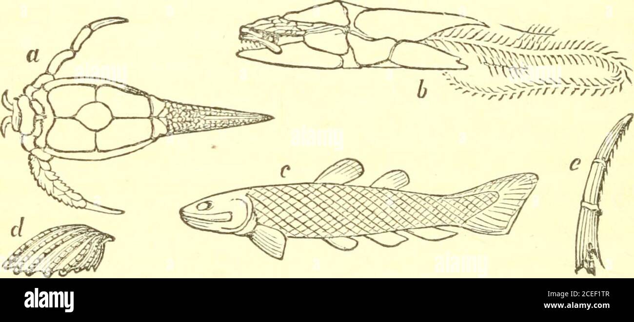 Principles of zoölogy : touching the structure, development, distribution, and natural arrangement of the races of animals, living and extinct with numerous illustrations : Part 1, Comparative physiology : for the Principles of zoölogy : touching the structure, development, distribution, and natural arrangement of the races of animals, living and extinct with numerous illustrations : Part 1, Comparative physiology : for the