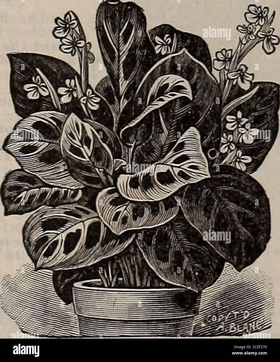 . Turn over a new leaf and be convinced that W.W. Rawson & Co.'s seeds are true to name / W.W. Rawson & Co.. Pelargoniums. MARANTA. Valuable decorative store plants, remarkable fortheir richness and beauty of their varied foliage.Color of leaves a ligh shade of green mottled andspotted a reddish brown. Each 50 cts. and $1. MANETTIA BICOLOR. Manettia Vine. A charming and profuse flowering climber, pro-ducing tubular flowers from 1 to 2 inches inlength, the plant being literally covered with themthe entire season. The coloring of these flowers isgorgeous in the extreme, being a flame color tippe Stock Photo