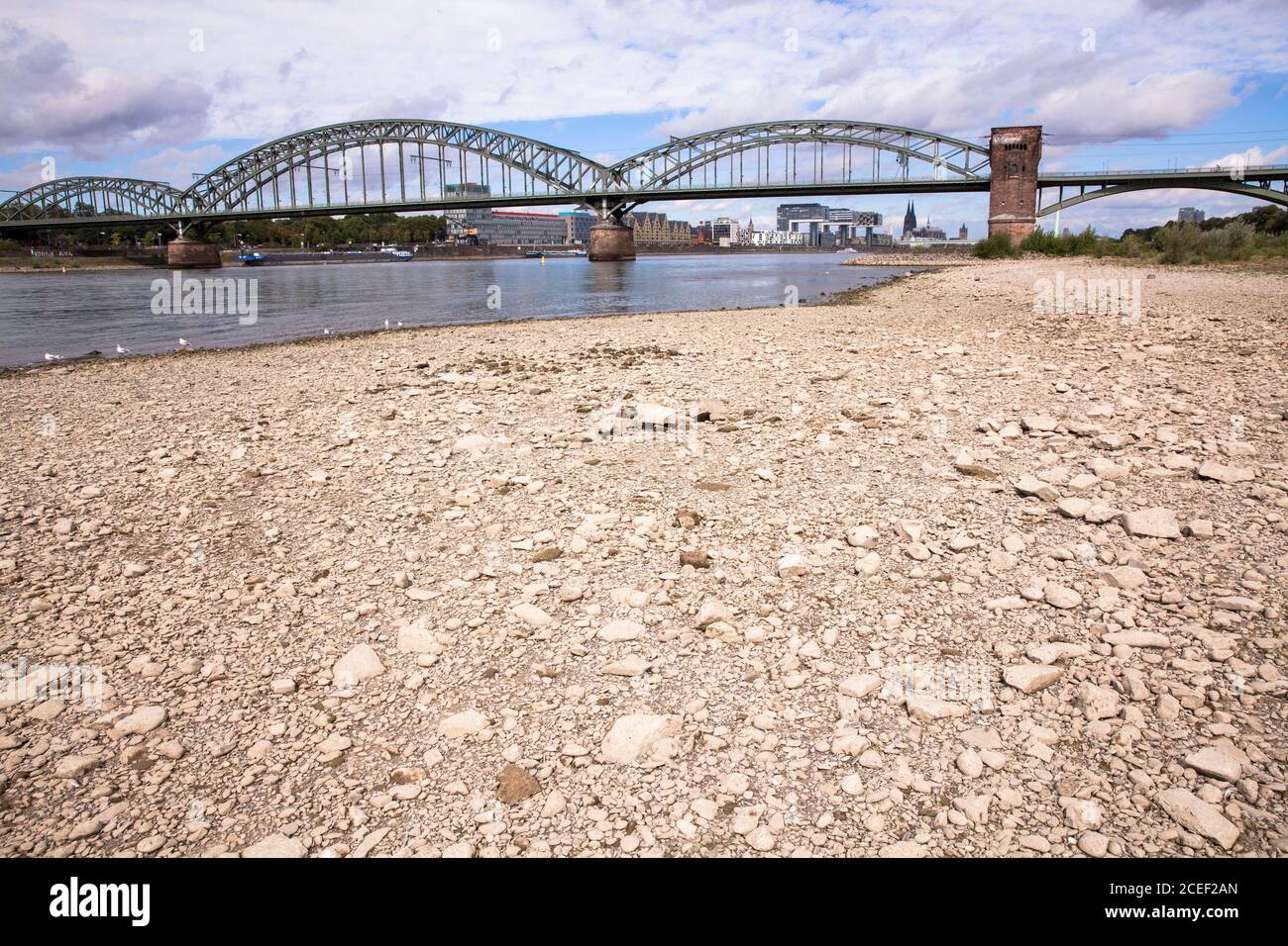 low level of the river Rhine, August 28, 2020, banks of the river Rhine in Cologne-Poll, Suedbruecke (southern bridge), view to the cathedral, Cologne Stock Photo