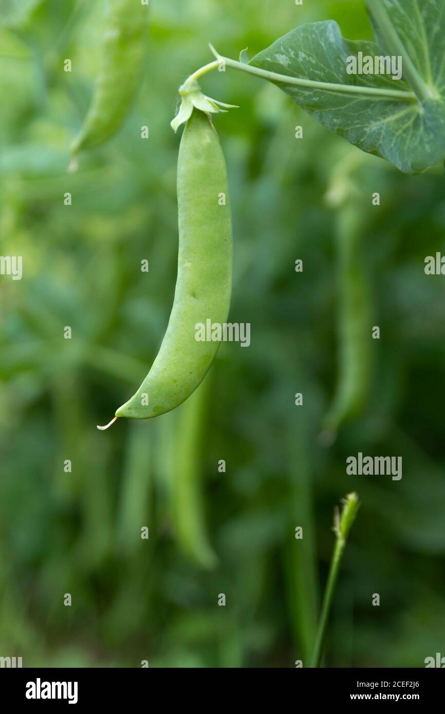 green peas growing in garden closeup Stock Photo