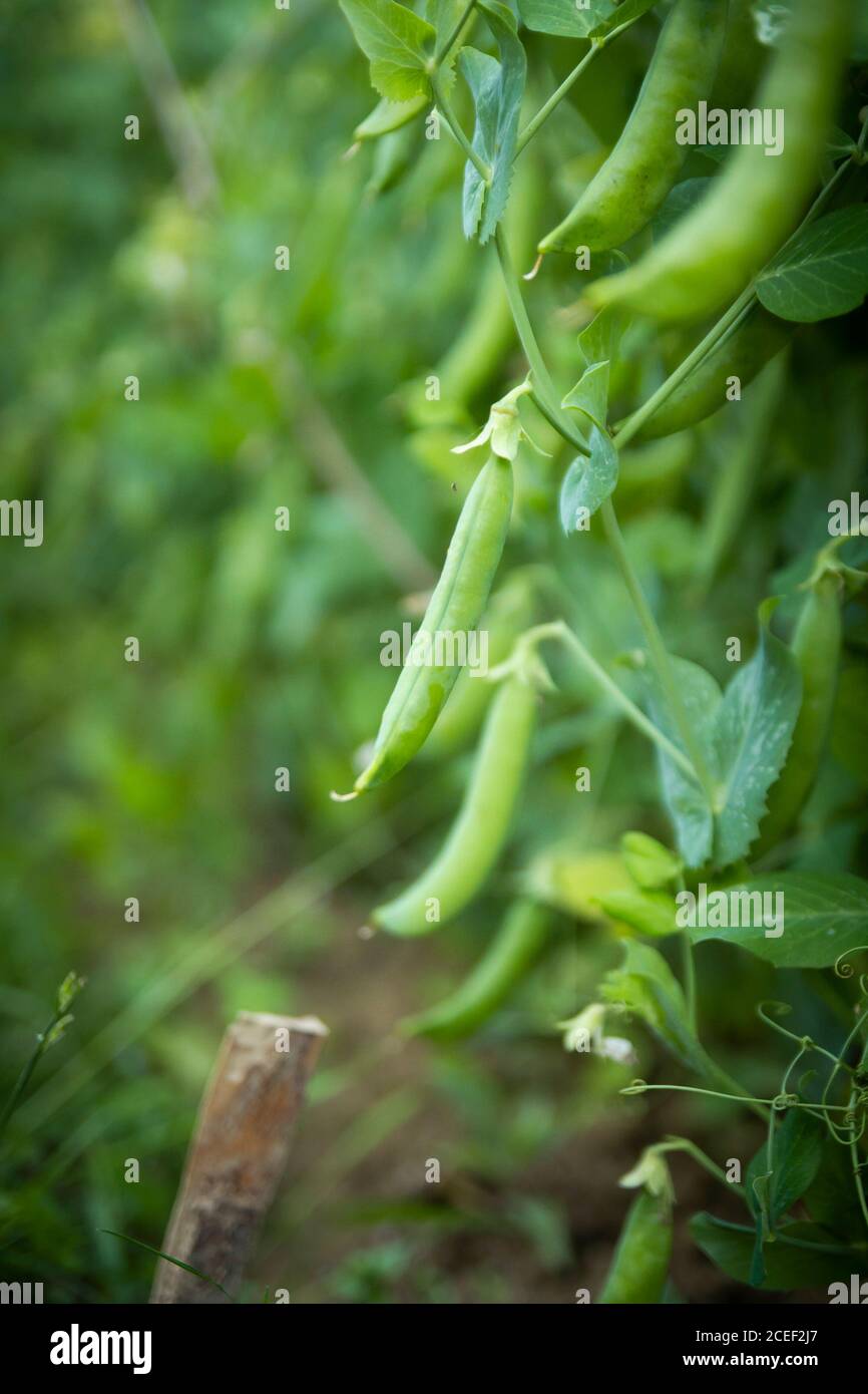 green peas growing in garden closeup Stock Photo