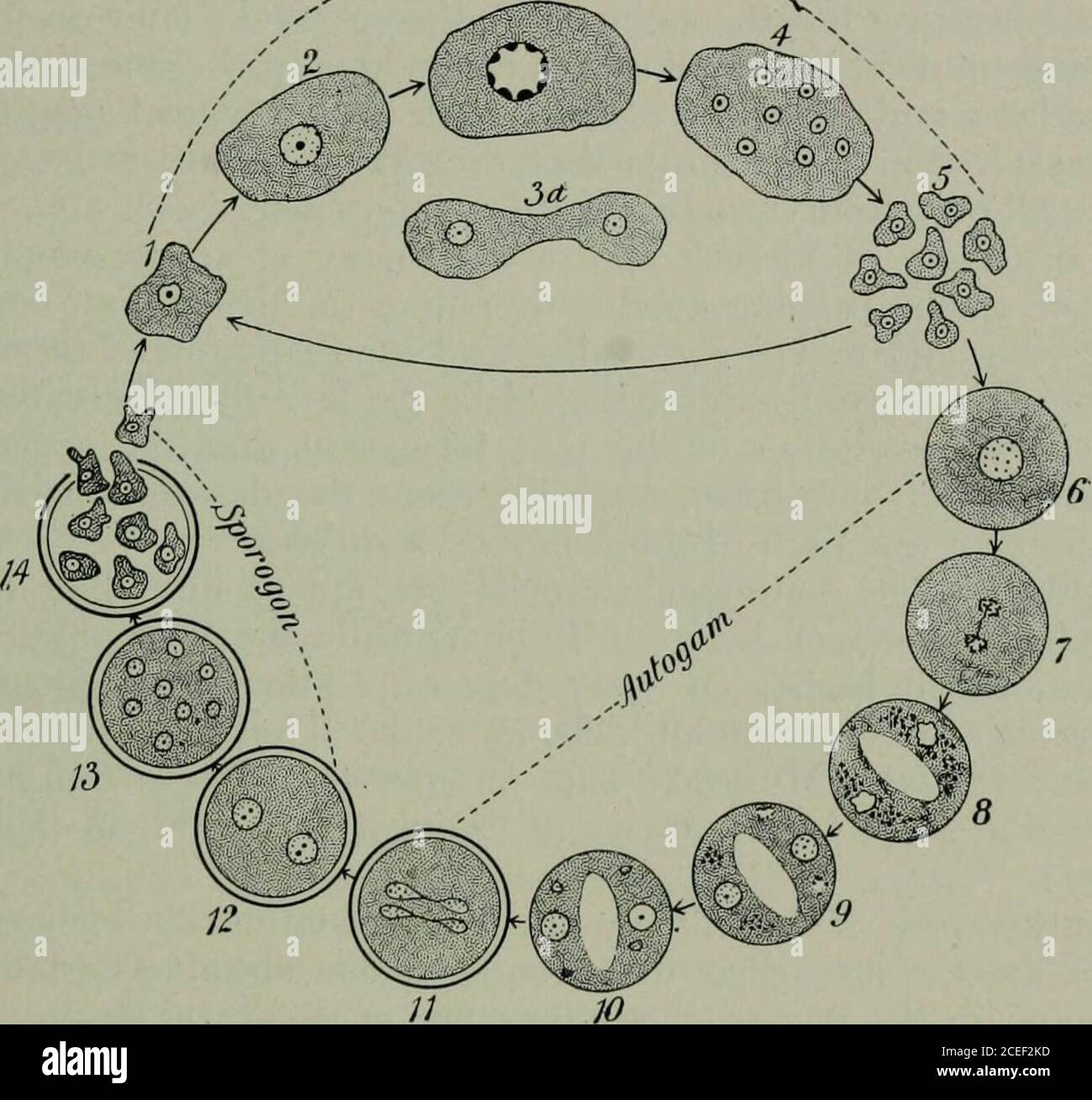 . Pathogenic micro-organisms, including bacteria and Protozoa; a ...