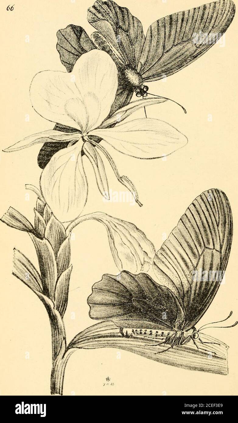 . Arcana entomologica, or, Illustrations of new, rare, and interesting insects. icem parum appendiculata; duabus completis 3tiaque incboata submarginalibus harumprima longa accipit venam lam reeurrentem, 2da subquadrata accipit venam 2dam recur-rentem, 3tia apicem alae haud attingit. Species unica. Rhjnopsis Abbottii, Westw. (Plate65, fig. 5 £ .)Rb. nigra pedibus piceis tarsis pallidioribus ; mandibulis pallide piceis ; alis liyalinis fascia lata fusca ante alteraque pone medium fuscis.Long. corp. lin. 4. Expans alar. lin. 4.Habitat in Georgia America? Sept. D. Abbott. Iu Mus. Britan. $. Obs.— Stock Photo