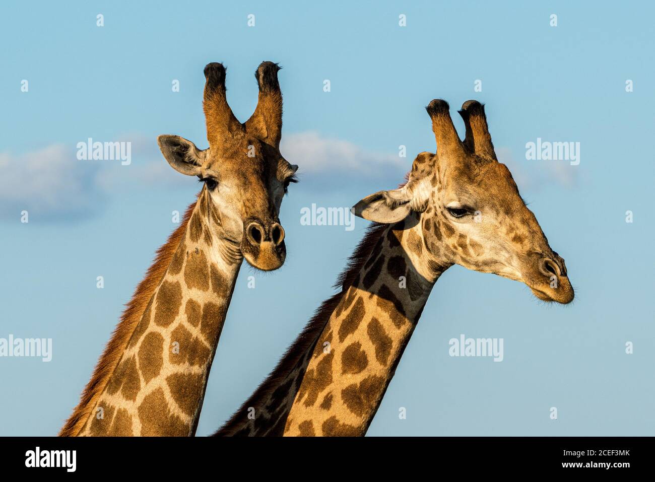 Two male giraffes at sunset in Kruger NP, South Africa Stock Photo
