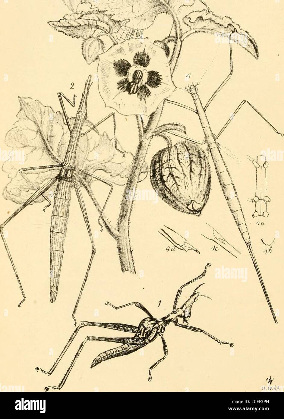 . Arcana entomologica, or, Illustrations of new, rare, and interesting insects. ^ , ,. 53 PLATE LXIII. DESCRIPTIONS OF SOME ORTHOPTEROUS INSECTS BELONGINGTO THE SECTION SALTATORIA. PROSCOPIA OCCIDENTALS. Westw.(Plate 63, fig. 1.)P. fulva, nigro fuscoque varia, rugoso-punctata, capite ante oculos conico, prothorace capitislongitudine margine antico dilatato, metathorace valde tumido. Long. corp. unc. If. $ ,unc. 2. J .Habitat. Valparaiso, Chili. In Mus. Hope, and Mus. Britt. This curious species is more robust than the generality of theinsects of this singular genus. The head of the male has th Stock Photo