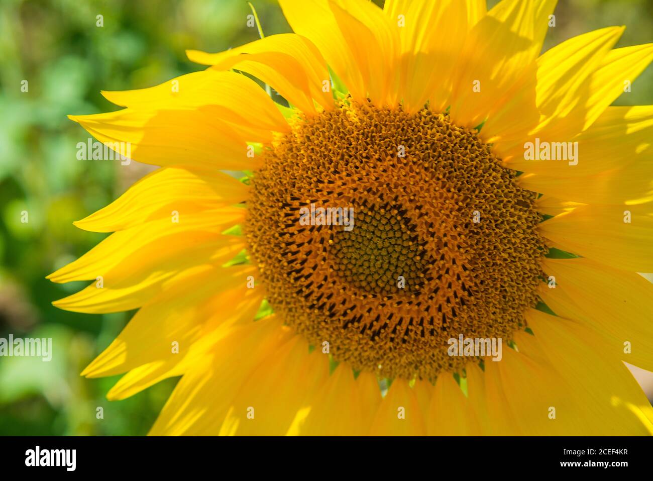Sunflower. Close view. Stock Photo