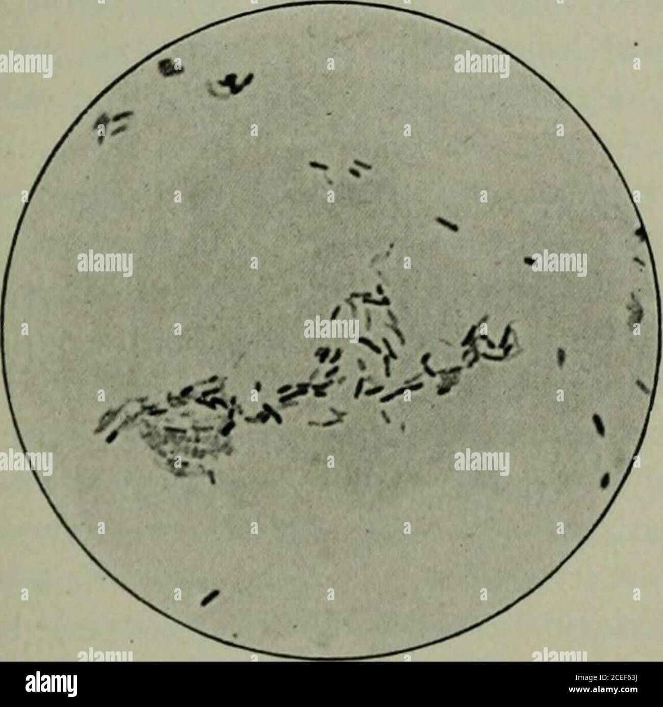. Pathogenic micro-organisms, including bacteria and Protozoa; a ...