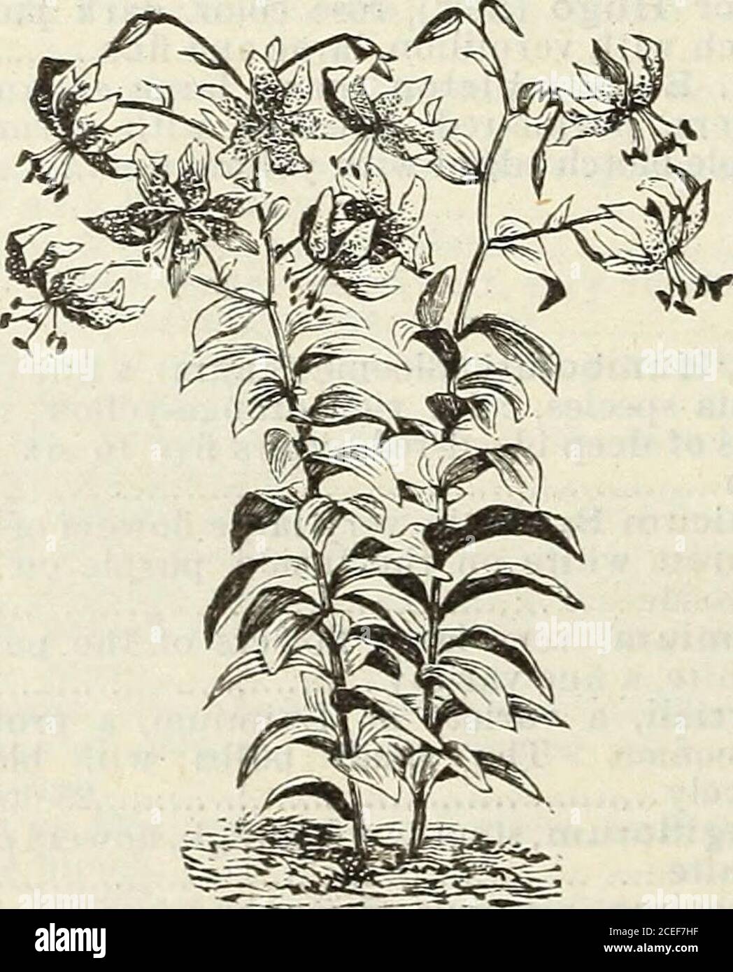 . John Saul's Washington nurseries catalogue of plants for the spring of 1888. DOUBLE TIGER LILY. Rubrum, Japan Lily, stem two to three feethigh, color white, sutlussd with red, anddotted with bright crimson on the innersurface 25 Macranthum, a variety of Rubrum, flowerslarge and highly colored 40. LILIUM SPECIOSUM. Monstrosum Album, white, monstrous flow-ered 40 Roseum, rose spotted, flowered 40 Rubrum, crimson spotted, flowered 40 Precox, early flowering and distinct variety, flowers pure white 50 Roseum, white, spotted with rose 20 MISCELLANEOUS *Agapanthus Umbellatus (African Lily), large Stock Photo