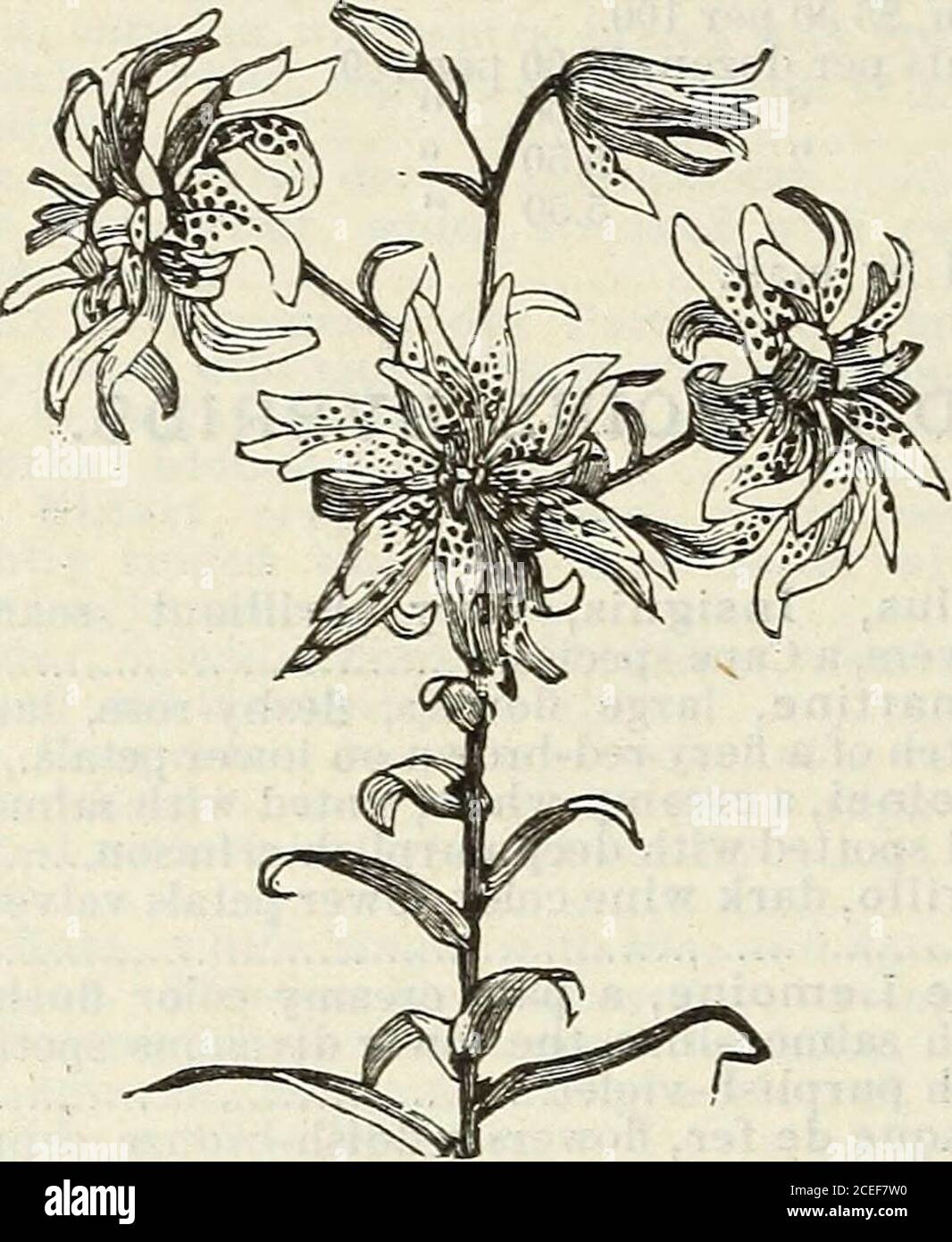 . John Saul's Washington nurseries catalogue of plants for the spring of 1888. 4 incheslong, fragrant and early blooming 75 62 JOHlIf SAULS DESCRIPTITE CATALOGUE Each.Lilium, Speciosum Punctatum, white, deli-cately spotttd with rose 50 Speciosum (Lancifoliuin) Album, white flow-ers 35 Melpomme, this fine variety is richer in colorthan any of the varieties of Speciosum 75. DOUBLE TIGER LILY. Rubrum, Japan Lily, stem two to three feethigh, color white, sutlussd with red, anddotted with bright crimson on the innersurface 25 Macranthum, a variety of Rubrum, flowerslarge and highly colored 40 Stock Photo