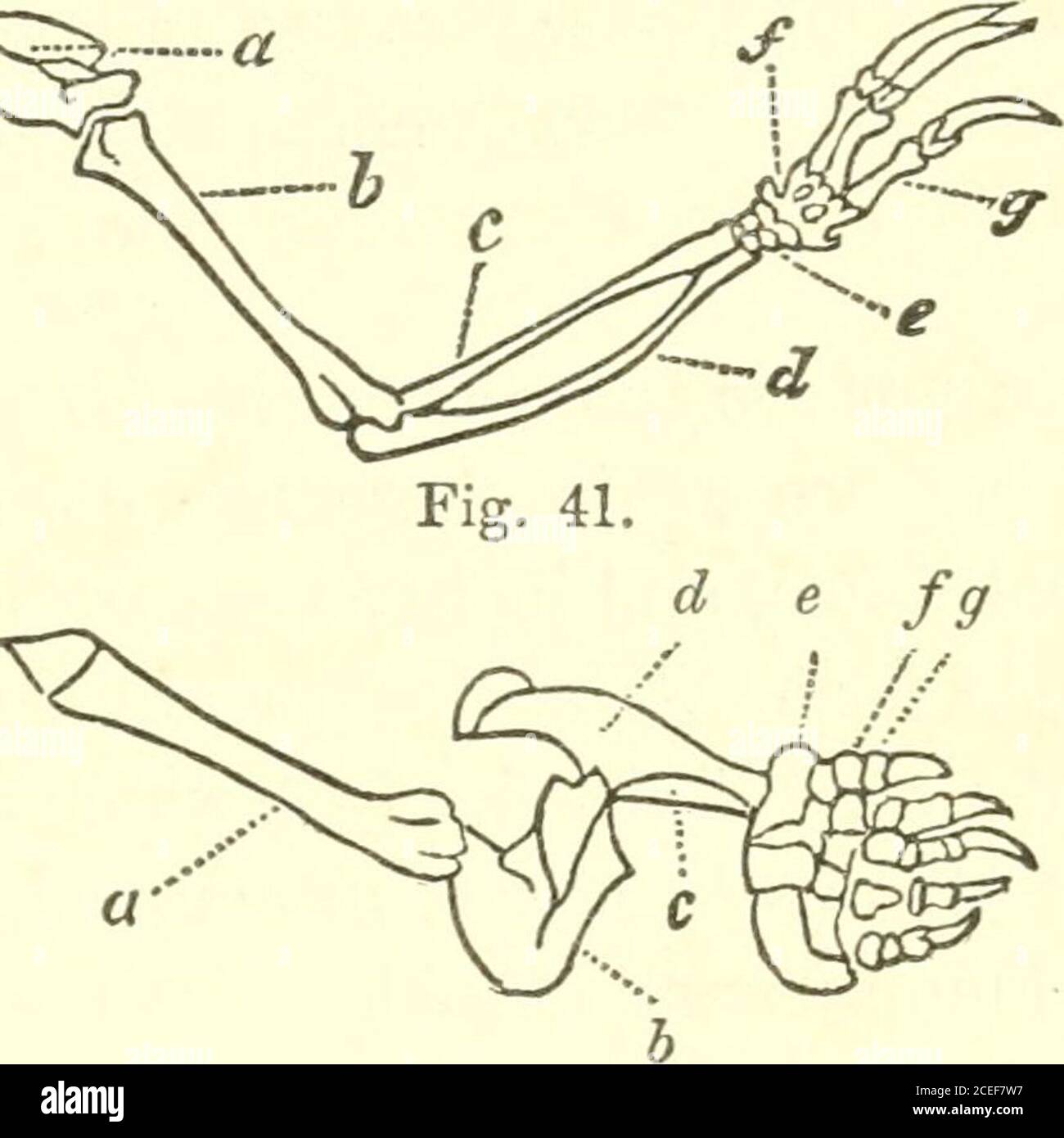 Proarticulates . Principles of zoölogy : touching the structure, development ...