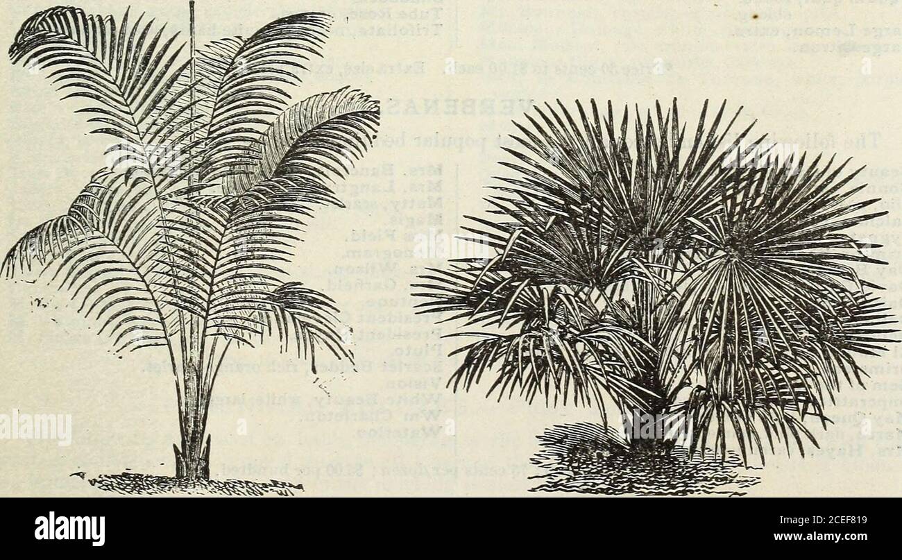 . John Saul's Washington nurseries catalogue of plants for the spring of 1888. KENTIA.. ARECA LUTESCENS. CHAMCEROPS EXCELSA. *Kentia Australis, of exceedingly graceful habit,the leaves being pinnate, finely divided andelegantly arranged, and of a beautiful dark green $1.00, $1.50 to 2 50 *Fosteriana, in habit somewhat resembling thepreceding species, but more robust in its habitand growth,and thoroughly distinct; the leavesare broader in all their parts and darker incolor $1.00, $1.50 to 2 50 *Latania Borbonica, leaves large, fan-shaped,with pendant marginal segments, bright greentint, one of Stock Photo