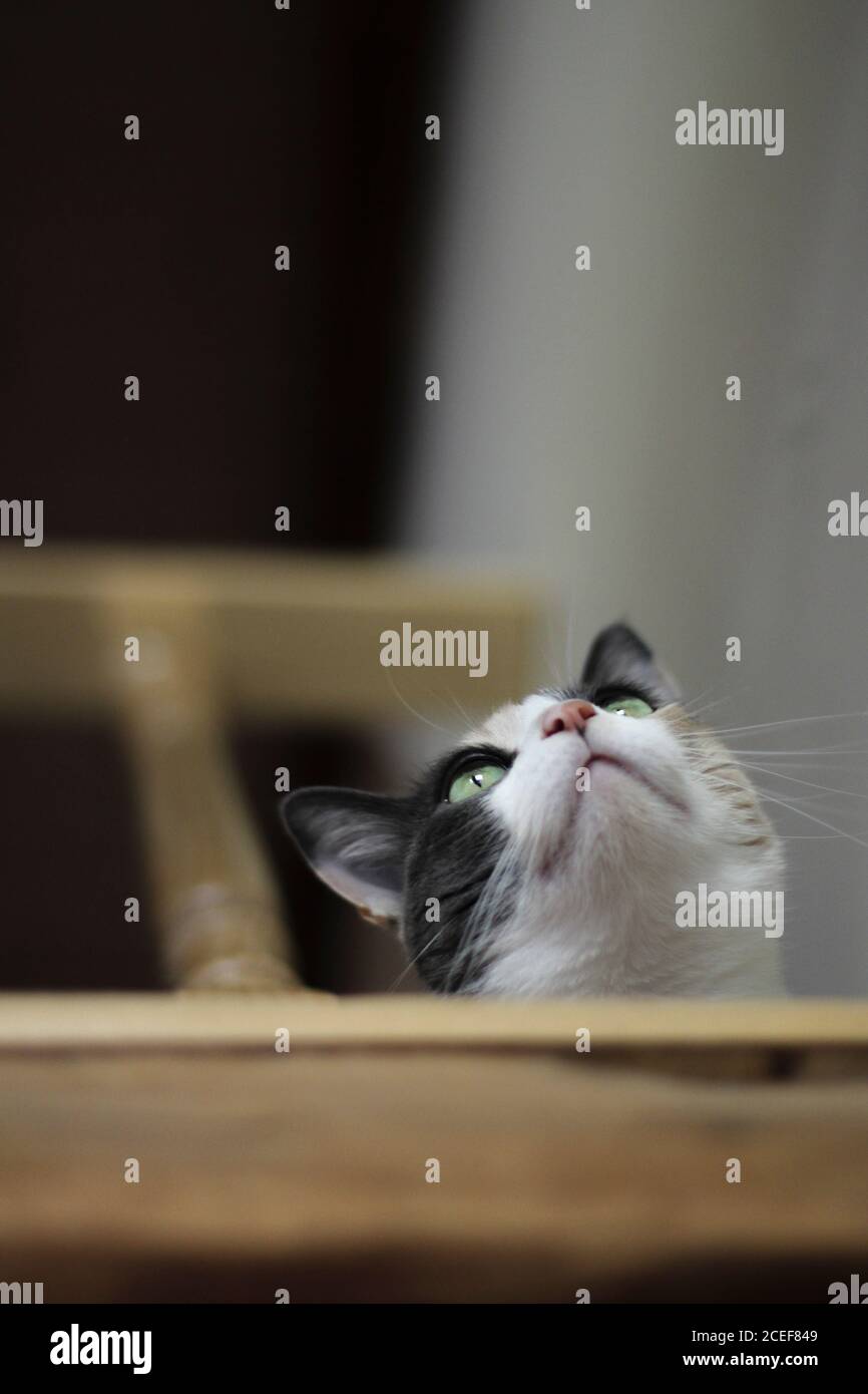 Cute cat on stairway Stock Photo