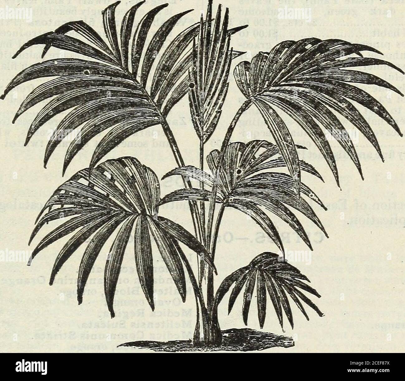 . John Saul's Washington nurseries catalogue of plants for the spring of 1888. 0 to 2 50 =^Macrozamia Denisoni (Peroffskyana), long,graceful pinnated leaves, very beautiful Palm ♦Spiralis, a grand Australian Cycad; theleaves are pinnate, the segments being linear.It is a remarkably fine and elegant plant, theleaves being composed of from 45 to 50 pairs ofsegments or pinnae OF NEW, RARE AND BEAUTIFUL PLANTS. 55 Each. *Jubea Spectabilis, leaves pinnate, deep green, a fine Palm , 50 cts. to 1 00 *Kentia, Belmoreana, this fine Palni is a vahi-able addition to our collections; its leaves arepinnate Stock Photo
