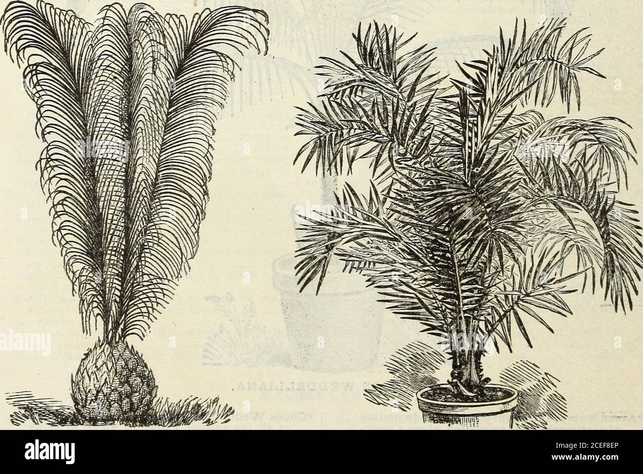 . John Saul's Washington nurseries catalogue of plants for the spring of 1888. PRITCHARDIA FILAMENTOSA. LATANIA BORBONICA.. MACROZAMIA. PHCENIX RECLINATA. *Carypha (Livistonea) Australis, a fan-leavedPalm of great beauty. Being of robust con-stitution, it withstands without injury a lowtemperature; it is well suited for the decora-tion of apartments. The fan-like leaves aredark green, supported upon brown petioles,which are armed at their edges with stoutspines 25 cts., 50 cts., $1.00 to 2 50 =^Macrozamia Denisoni (Peroffskyana), long,graceful pinnated leaves, very beautiful Palm ♦Spiralis, a Stock Photo