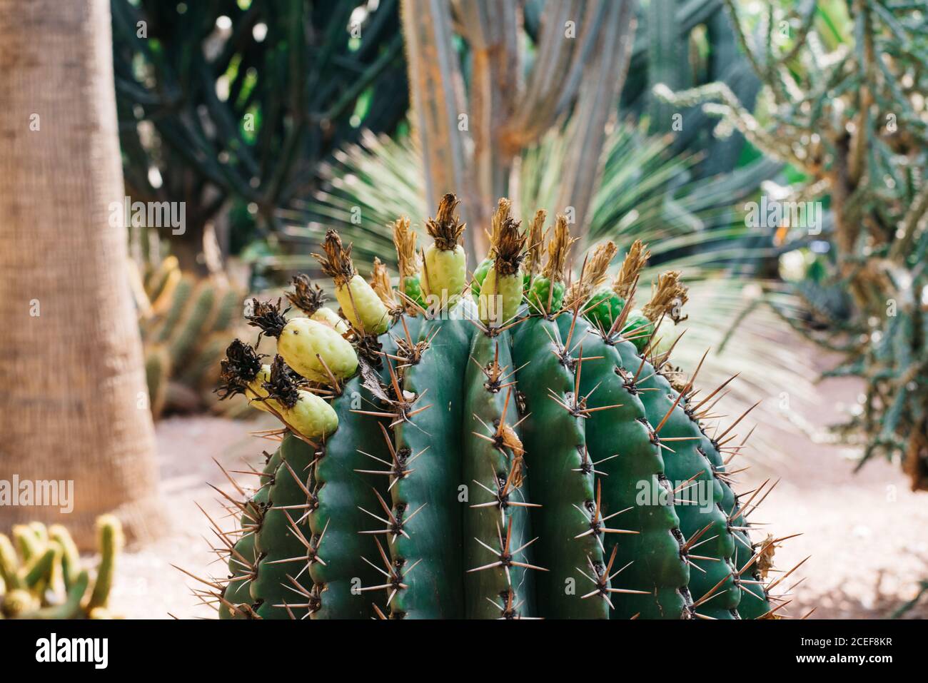 Close up of a cactus plant Stock Photo