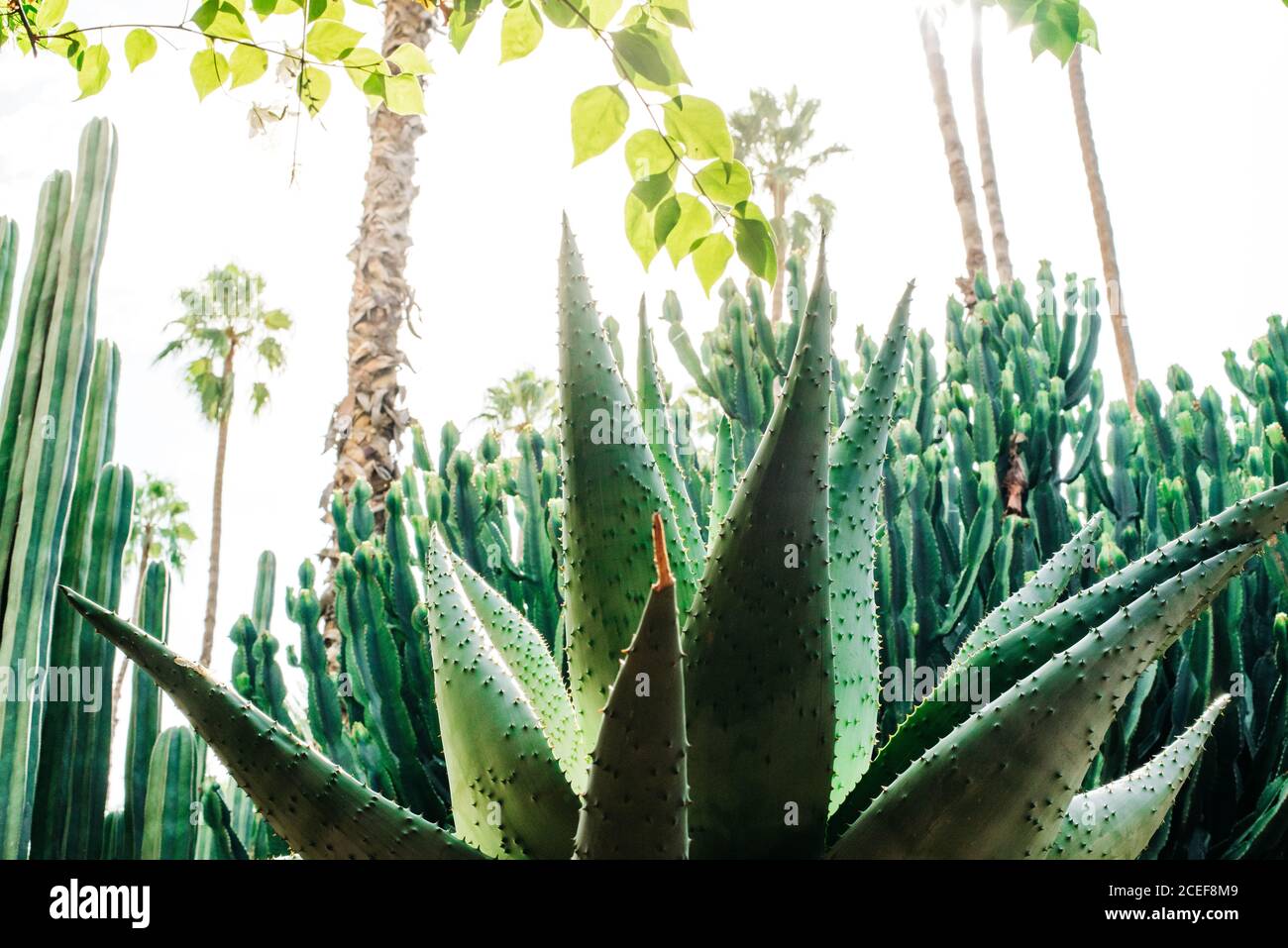 can aloe vera be used as a moisturizer Aloe Vera Refreshing Body Gel main image 1