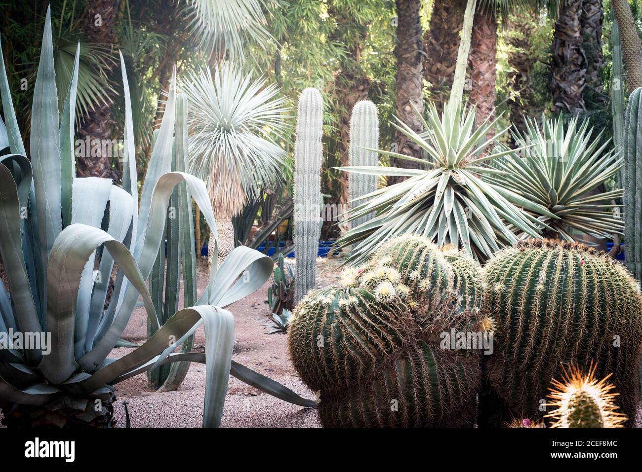 Beautiful cactus plant garden Stock Photo
