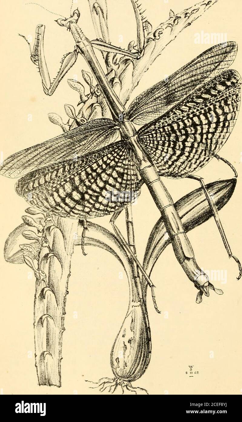 Maxentius Insect . Arcana entomologica, or, Illustrations of new, rare, and interesting ...