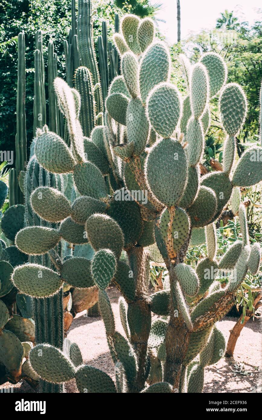 Cactus plant in a garden Stock Photo