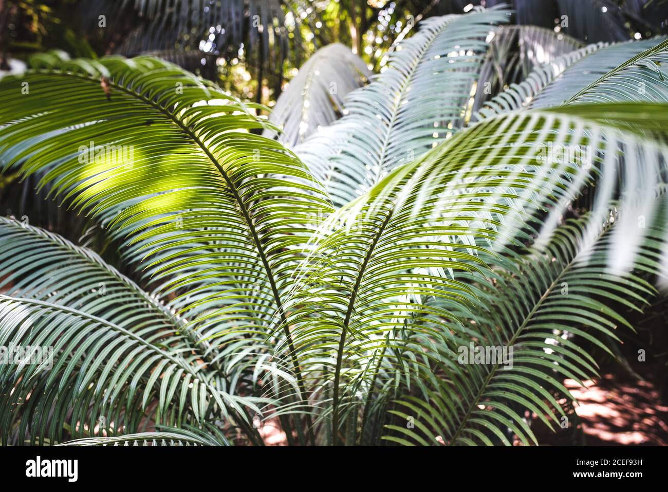 Palm tree in a beautiful garden Stock Photo - Alamy