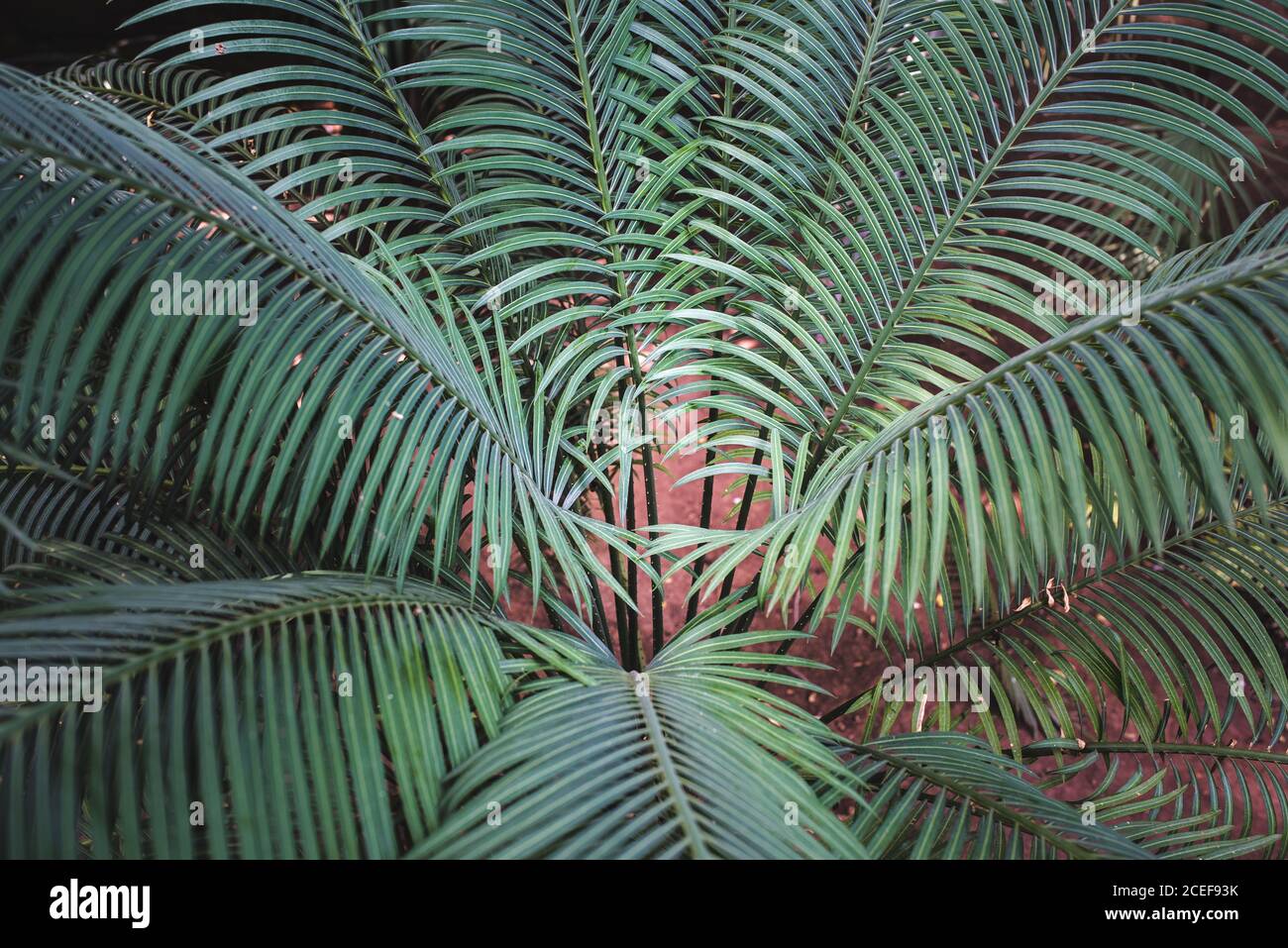 Palm tree in a beautiful garden Stock Photo