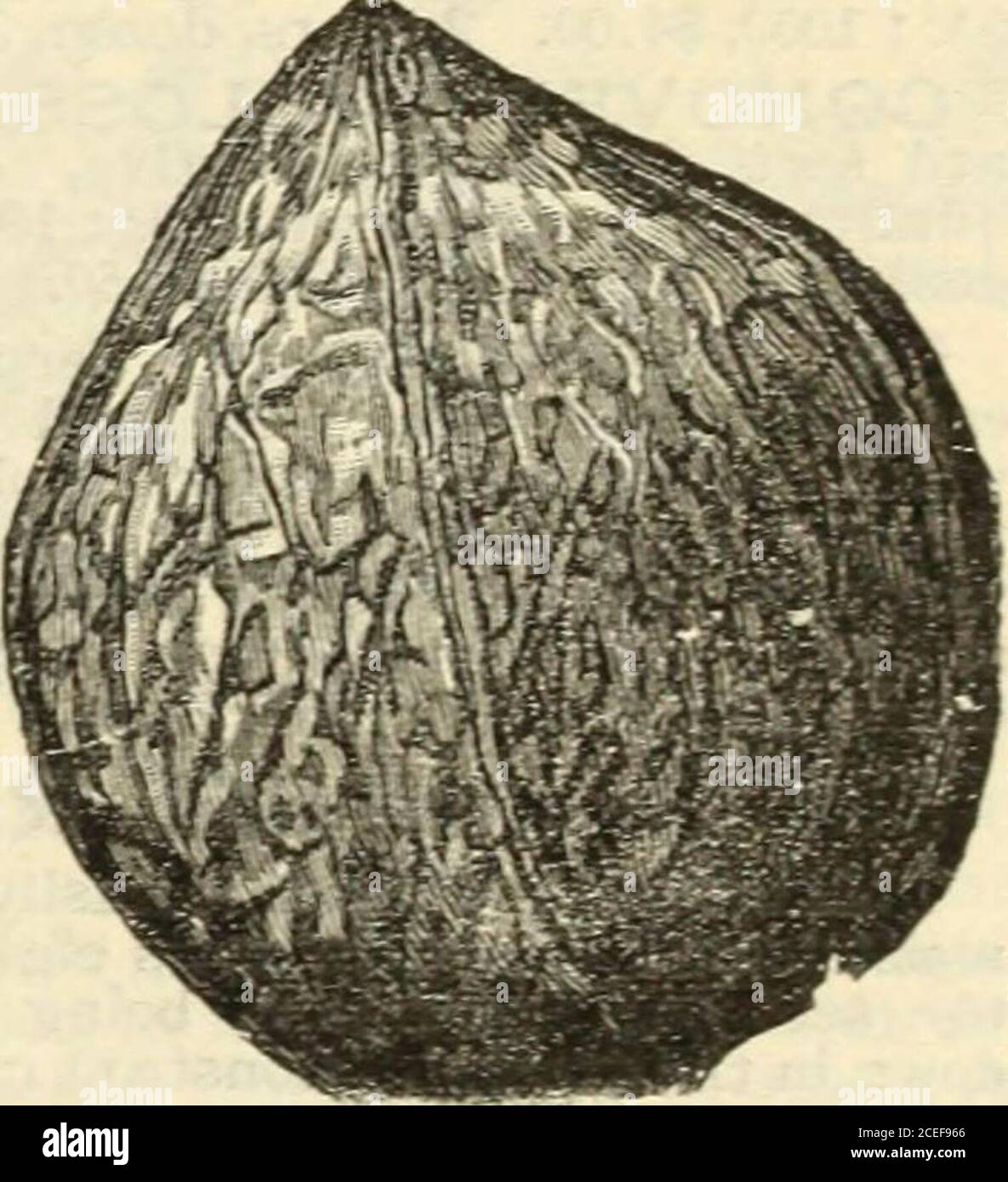 . Lovett's guide to fruit culture : spring, 1901. -, bear3-cung, and are more regu-lar and productive thanthe English walnut; hav-ing an abundance of fibrousroots it transplants as safely as an apple tree. 4 to 5 ft., ea.,25c.; doz., $2.50. 5 to 6 ft., ea., 35c.; doz., $3.50. 6 to 8 ft., ea.,50c.; doz.,$5.00; 100, $30.00. 8 to 10ft., ea., 75c.; doz.,$7.50;100, $50.00. 10 to 12 ft., ea., $1.00; doz., $10.00. JAPANESE. Juglans Max Cordiformis. Also a Jap-anese species, resemblingin some respects j. Sieboldibut differing concidcrablyin form of nuts, which arebroad, slightly flattened,with acute p Stock Photo