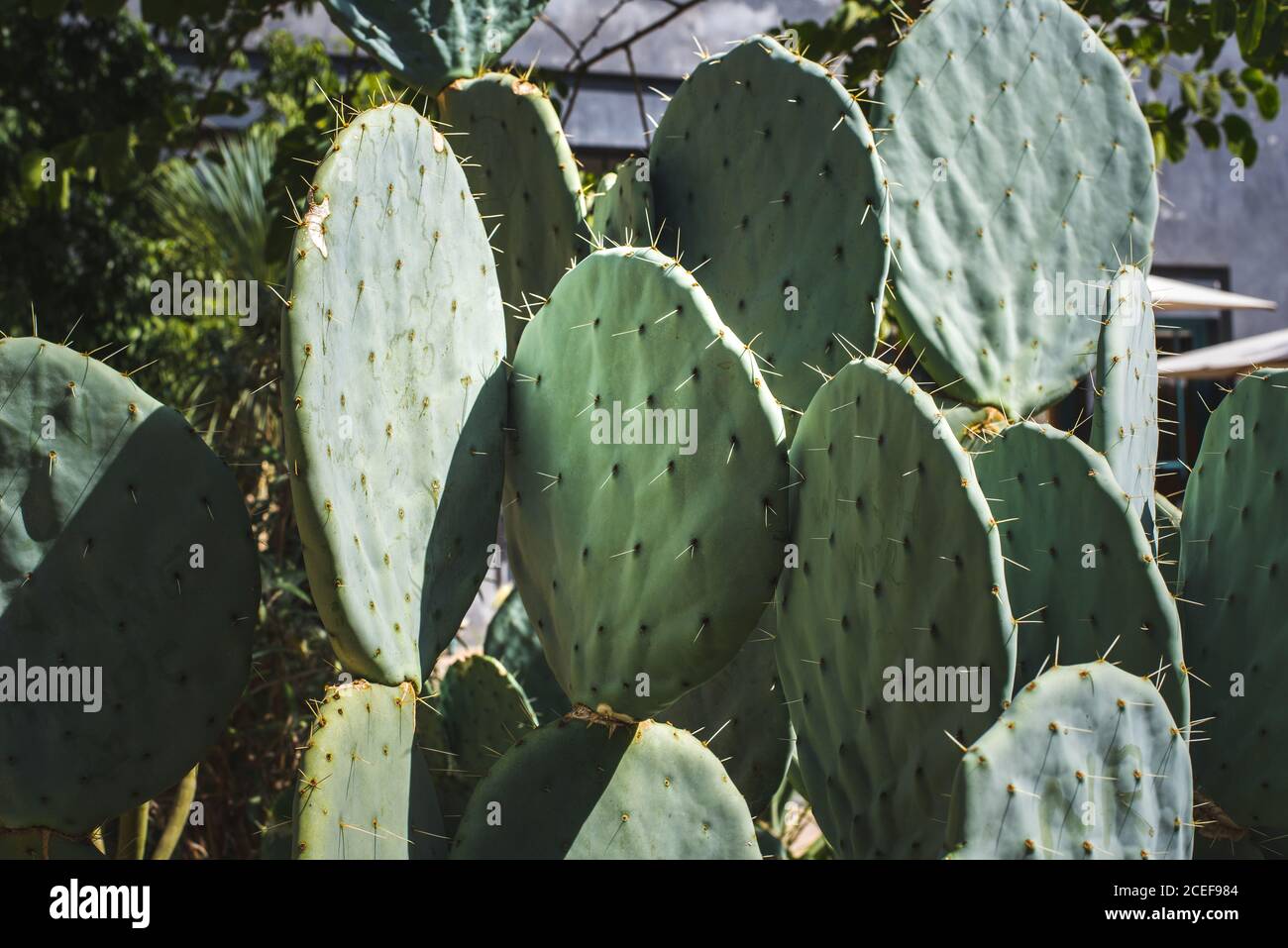 Cactus plant in a garden Stock Photo