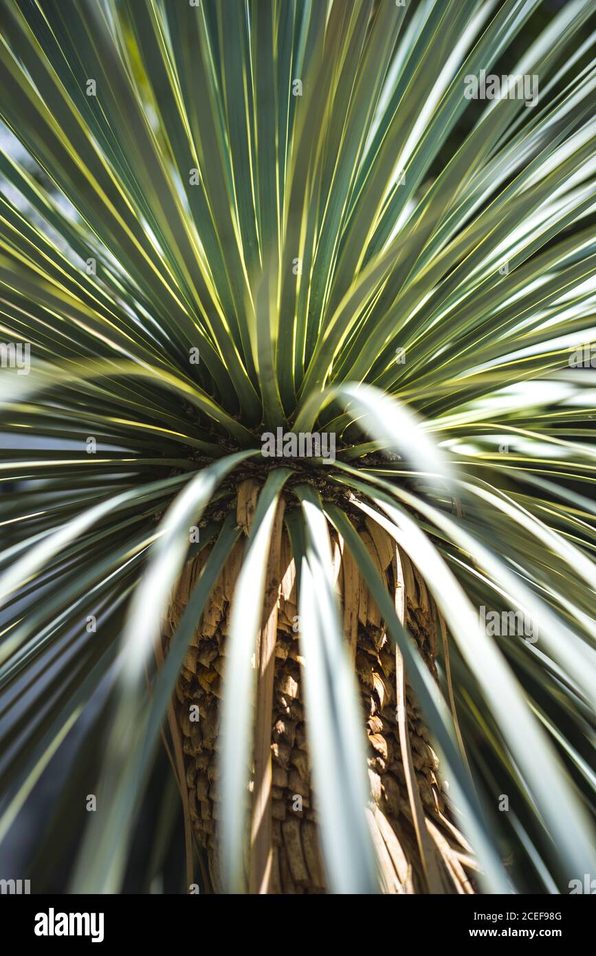 Palm tree in a beautiful garden Stock Photo - Alamy