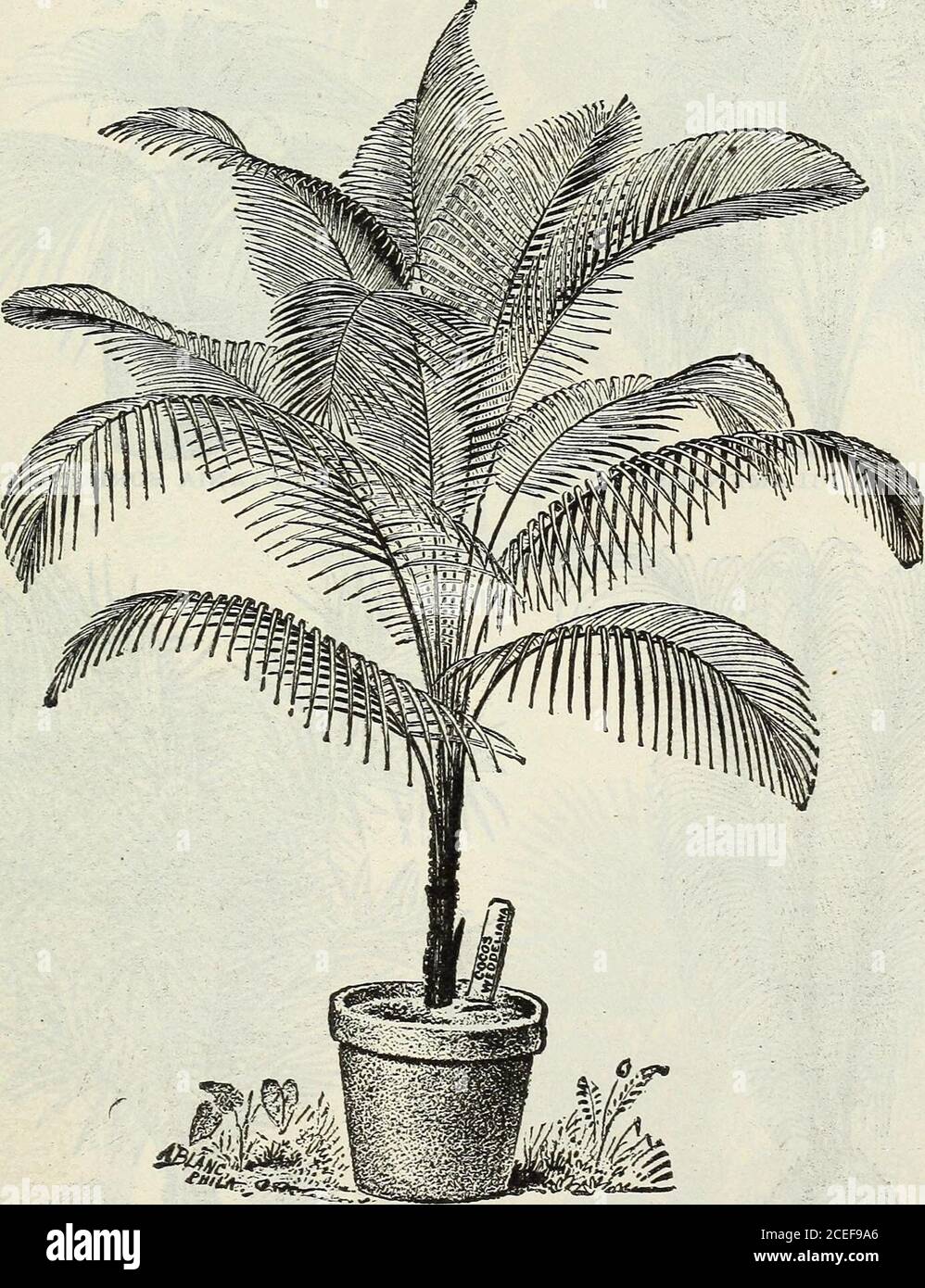 . John Saul's Washington nurseries catalogue of plants for the spring of 1888. rium innocentii. Sanseveria Guinionsis. 75 cents. Zeylanica. 50 cents.*Tillandsia.*Zahnii (Zebrina). SI 50.*Splendens (Zebrina).♦Variegated Pine Apple (Ananasia Sativa Variegata). $2.50.*Vriesia Glaucophylla. Brachystachya, a charming piant,fo]iagelight greenwith cross bars of a dark green; flowers yellow andcrimson, last three months in beauty. §2.00 each- OF NEW, RARE AlfD BEAUTIFUL PLANTS. 63 *PALMS. We are cultivating some of the most desirable and popular of these beautiful plants,prices of which vary with heig Stock Photo