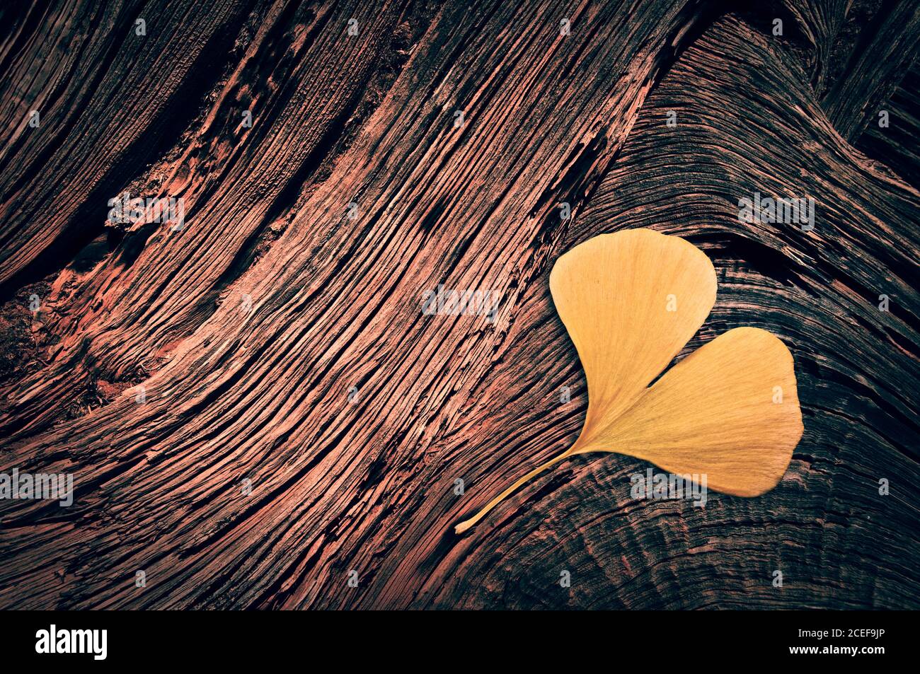 Yellow ginkgo biloba leaf in the shape of a heart on wood trunk background in autumn Stock Photo