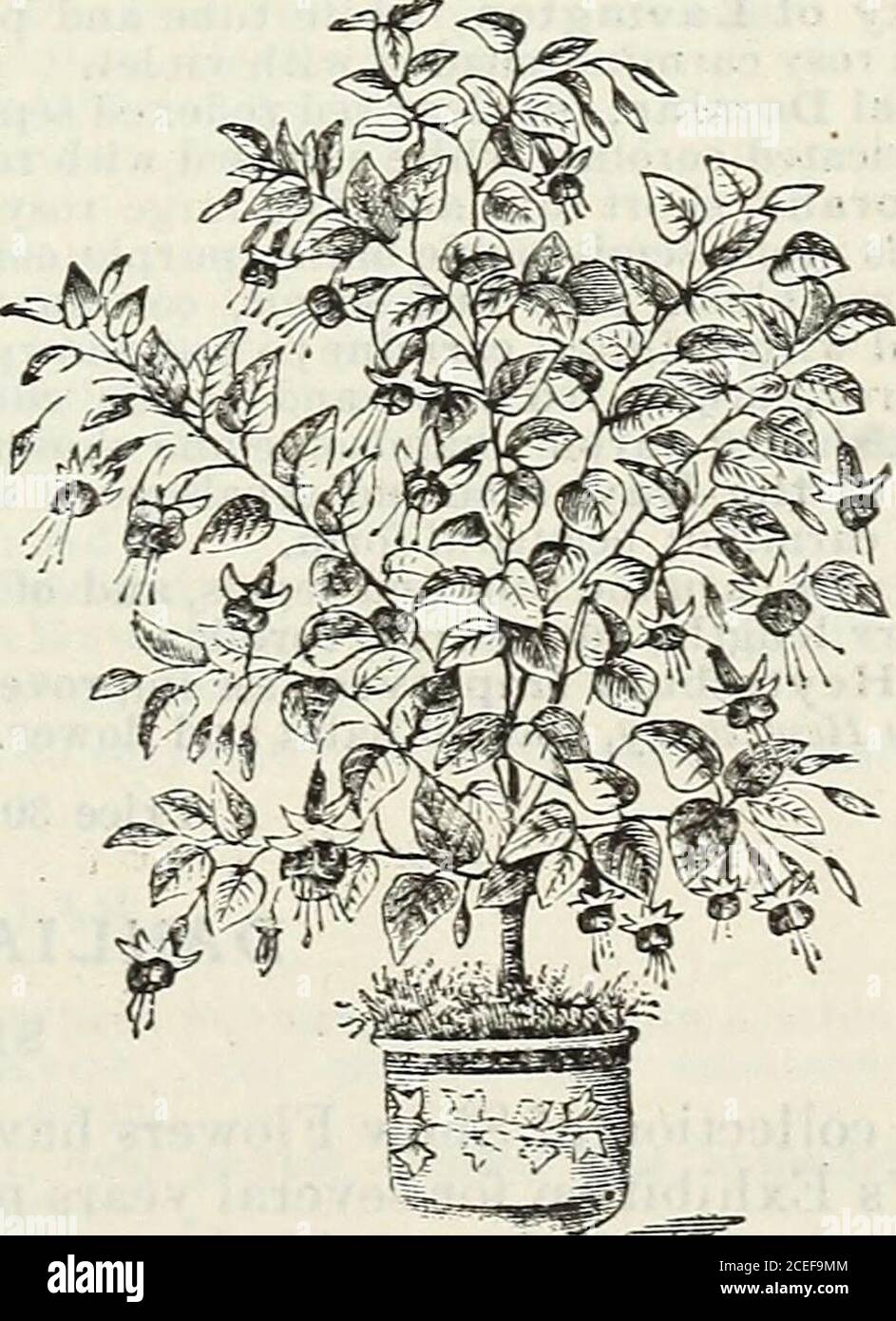 . John Saul's Washington nurseries catalogue of plants for the spring of 1888. olet-blue. Elm City {d), corolla forming rich crimson balls,very good. Earl of Beaconsfield, the blooms are three inchesin length, the tube and sepals are of a light rosy-carmine, corolla deep carmine. Fairy Queen, tube and sepals white, the latter re-curved corolla rosy-carmine. Flambeau, short tube, reflexed sepals crimson; cor-olla of a dark violet, striped with scarlet. Flo^on de Neige, well reflexed carmine sepals,large white corolla. 2o cts. Francis Desbois (rf), red sepals, violet-purple andcorolla. Frau Emma Stock Photo