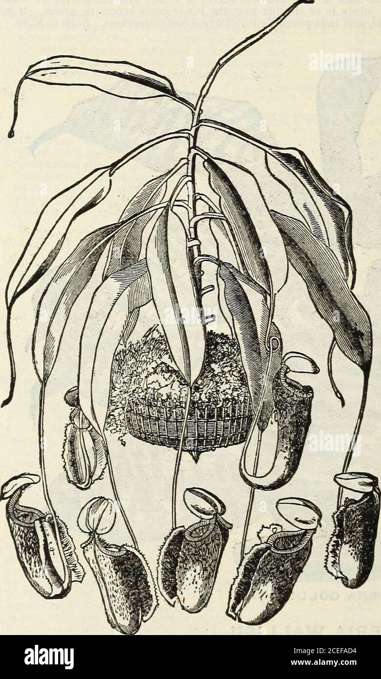 . John Saul's Washington nurseries catalogue of plants for the spring of 1888. nd form of the blotches. $1.00. PEPEROMA PROSTRATA. A very ornamental basket plant, with slender, creeping stems, and alternate round variegated leaves. 25 cents. ARDISIA OLIVERI. Ardisia Oliveri is a Stove shrub of remarkably striking appearance, with recurved foliage and large globularheads of flowers like those of an Ixora, but of pink color. The plant was introduced from Costa Eica by thelate M. Endres. 40 cents. 14 JOmH SAULS DESCRIPTITE CATALOGUE NEPENTHES, PITCHER PLANT. Each.*Nepenthes,Coccinea(Hamiltoniana Stock Photo