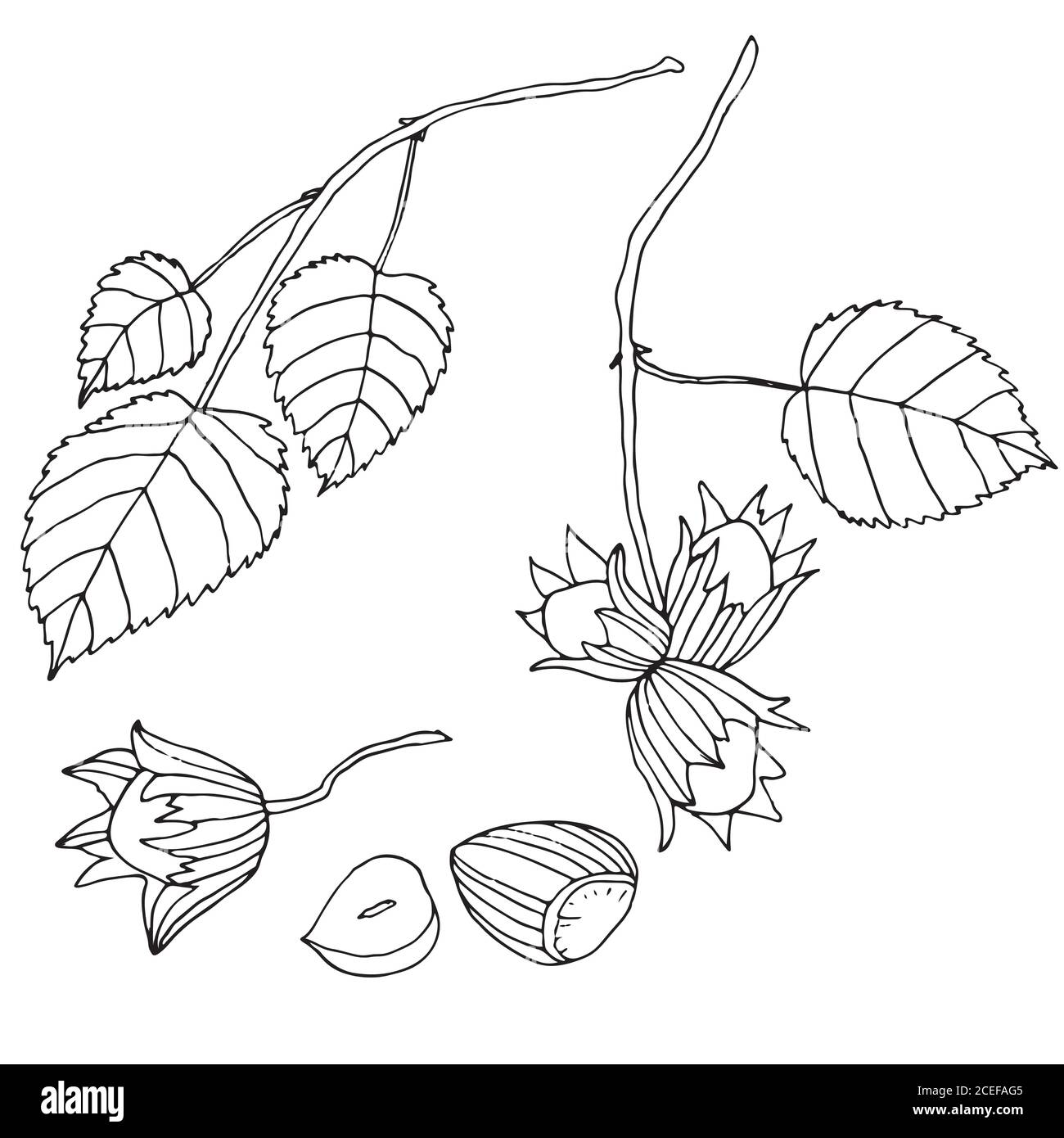 Black and white set hazelnuts, isolated.Branch with leaves and r Stock Vector