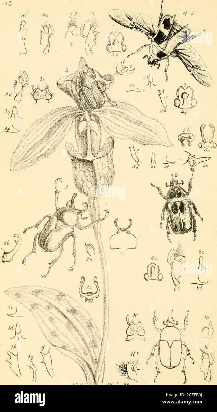 . Arcana entomologica, or, Illustrations of new, rare, and interesting insects. er broaderthan those of the male (fig. Sf) ; this is the only distinguishingexternal character which I can find, as the abdomen of the male isnot longitudinally channeled: the hind tibiae are slightly spurredbeyond the middle in both sexes. The hind tarsi, in both sexes,are long, and clothed on each side with bundles of very long hair,those on the outside of the last two joints of the tarsi being brightfulvous, whilst all the others are black. Species Unica.—Chromoptilia diversipes, Westw. Nigra, nitida, punctata, Stock Photo