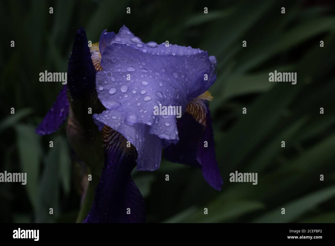 water drops on a purple iris flower Stock Photo