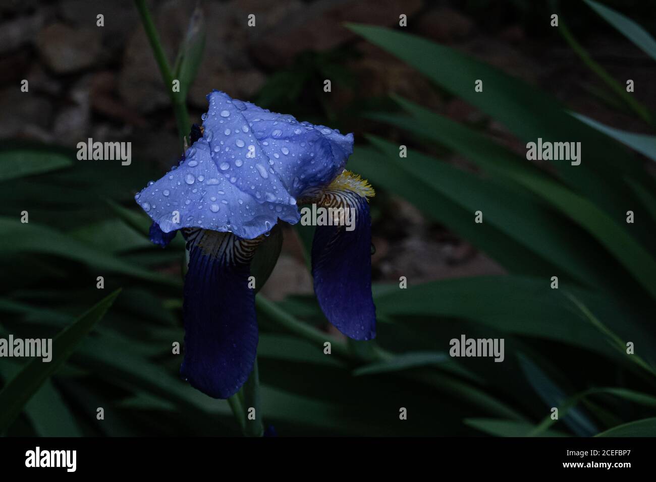 water drops on a purple iris flower Stock Photo