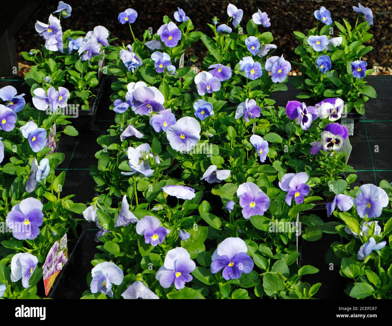 A view of a selection of blue Pansies on display in the bedding plants